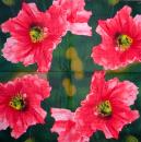 125 Anemonen, Mohn - 3-lagig (blau) - Ihr